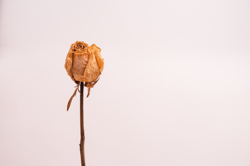 5 Effective Ways To Preserve Flowers [A DIY Ways]