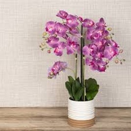 orchids