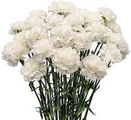carnation