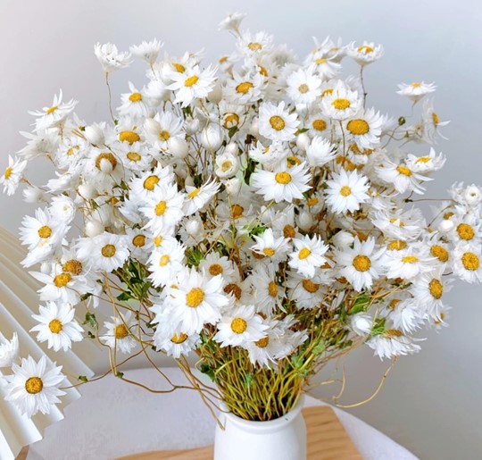 daisy get well soon flowers