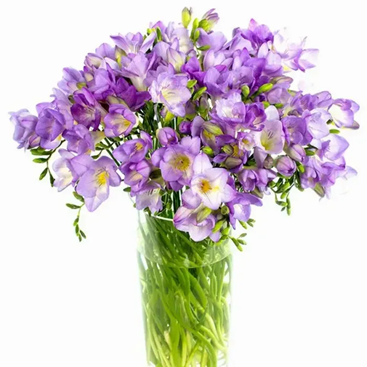 Freesia flowers for Year 7 anniversary