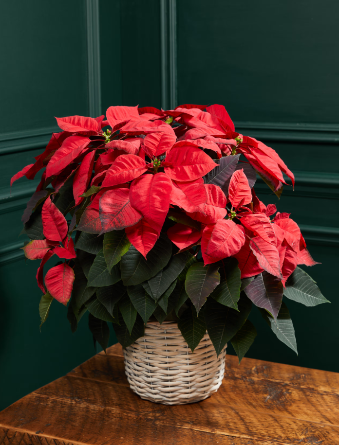 The Festive Poinsettia Plant bouquet